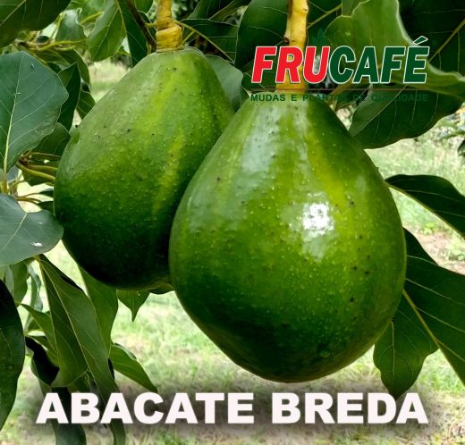 Mudas de Abacate