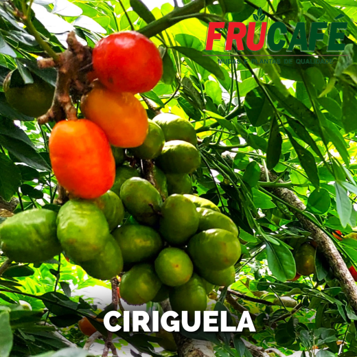 Muda de Ciriguela