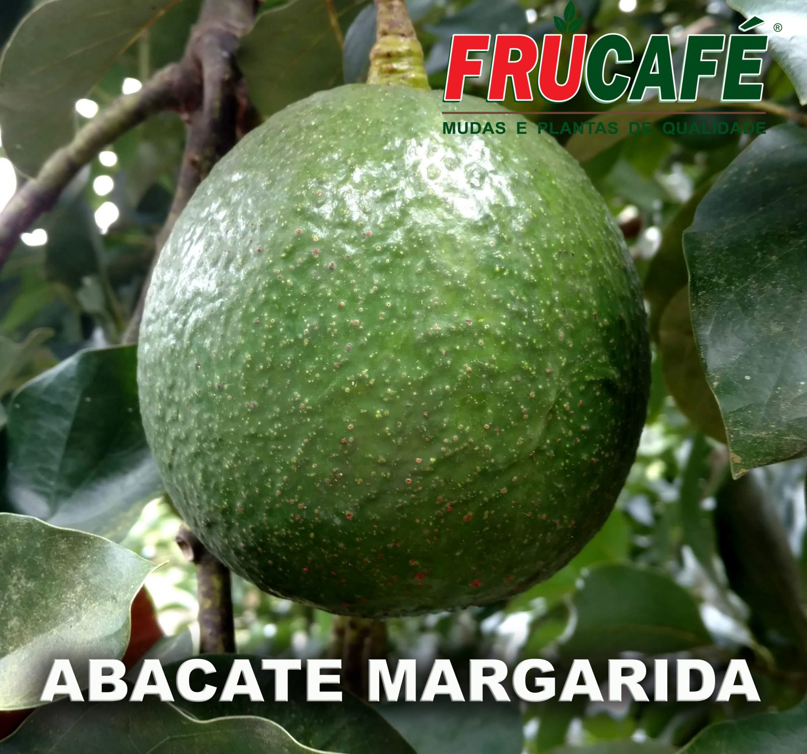 Muda de Abacate Margarida — Viveiro Frucafé