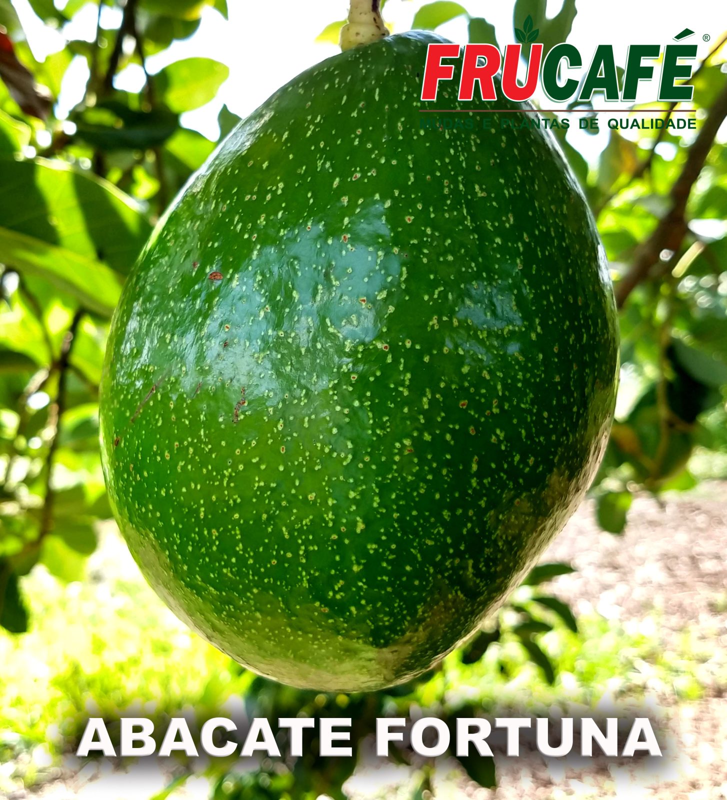 Muda de Abacate Fortuna — Viveiro Frucafé