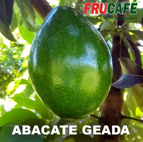 Muda de Abacate Geada