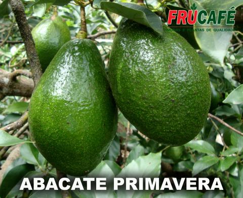 Muda de Abacate Primavera