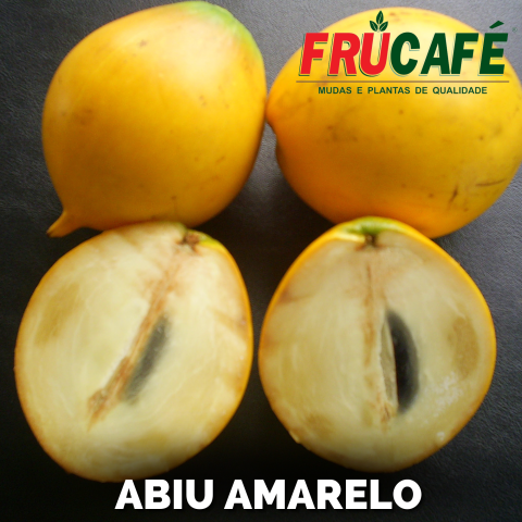 Muda de Abiu Amarelo