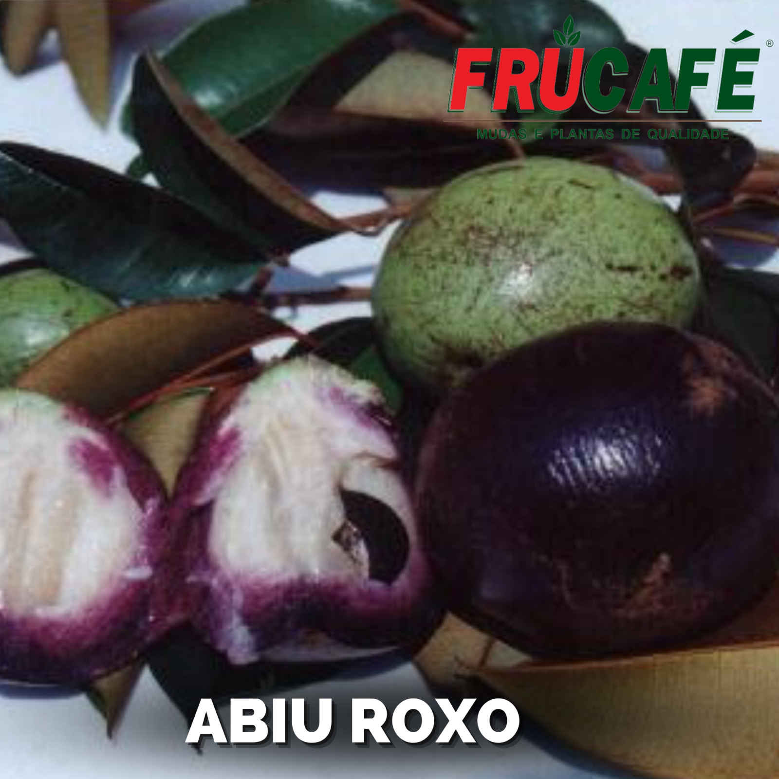 Muda de Abiu Roxo — Viveiro Frucafé