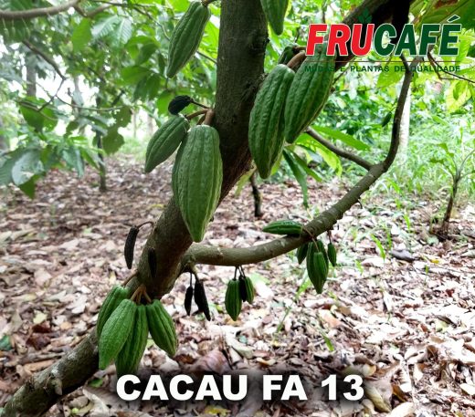 Muda de Cacau FA 13