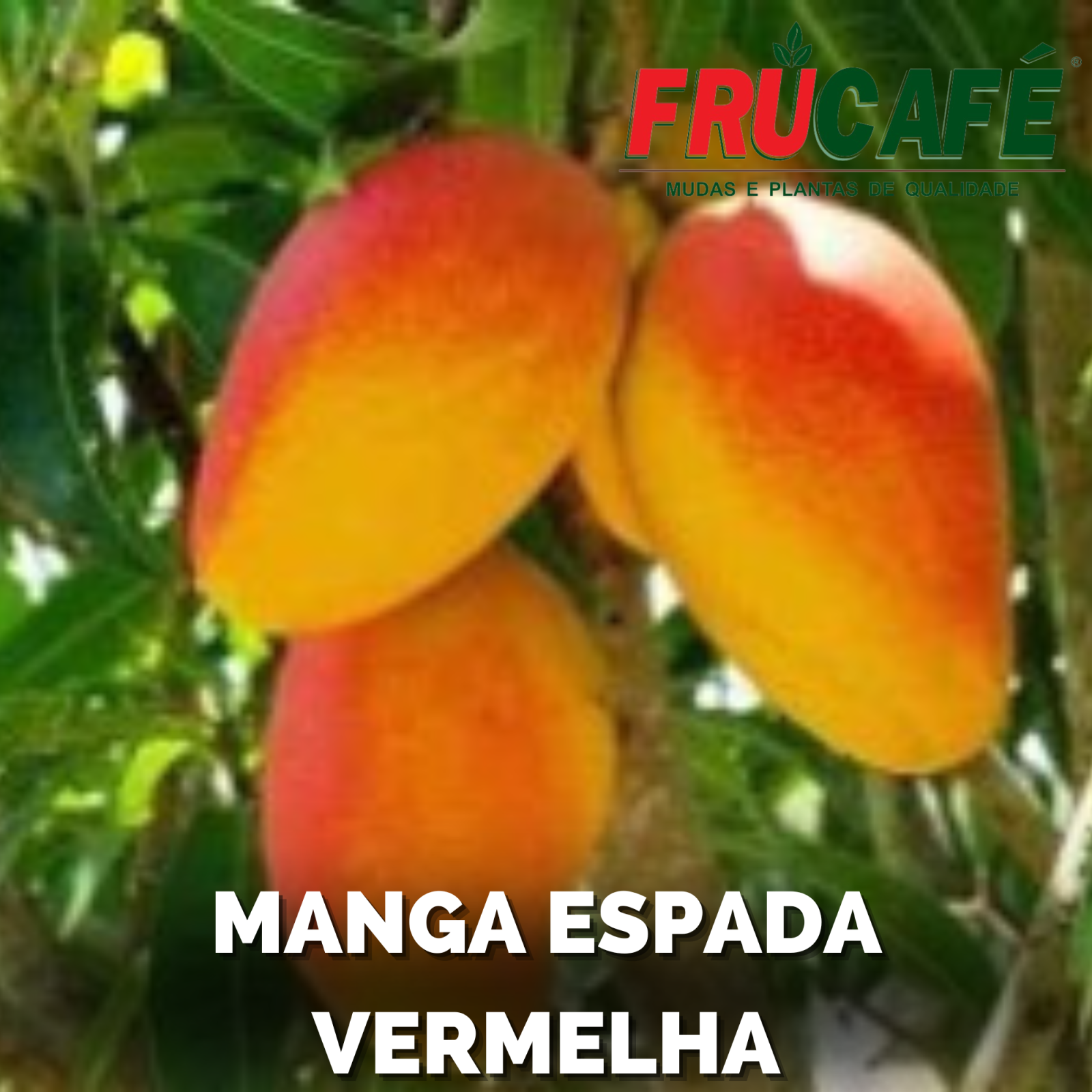 Muda de Manga Espada Vermelha — Viveiro Frucafé