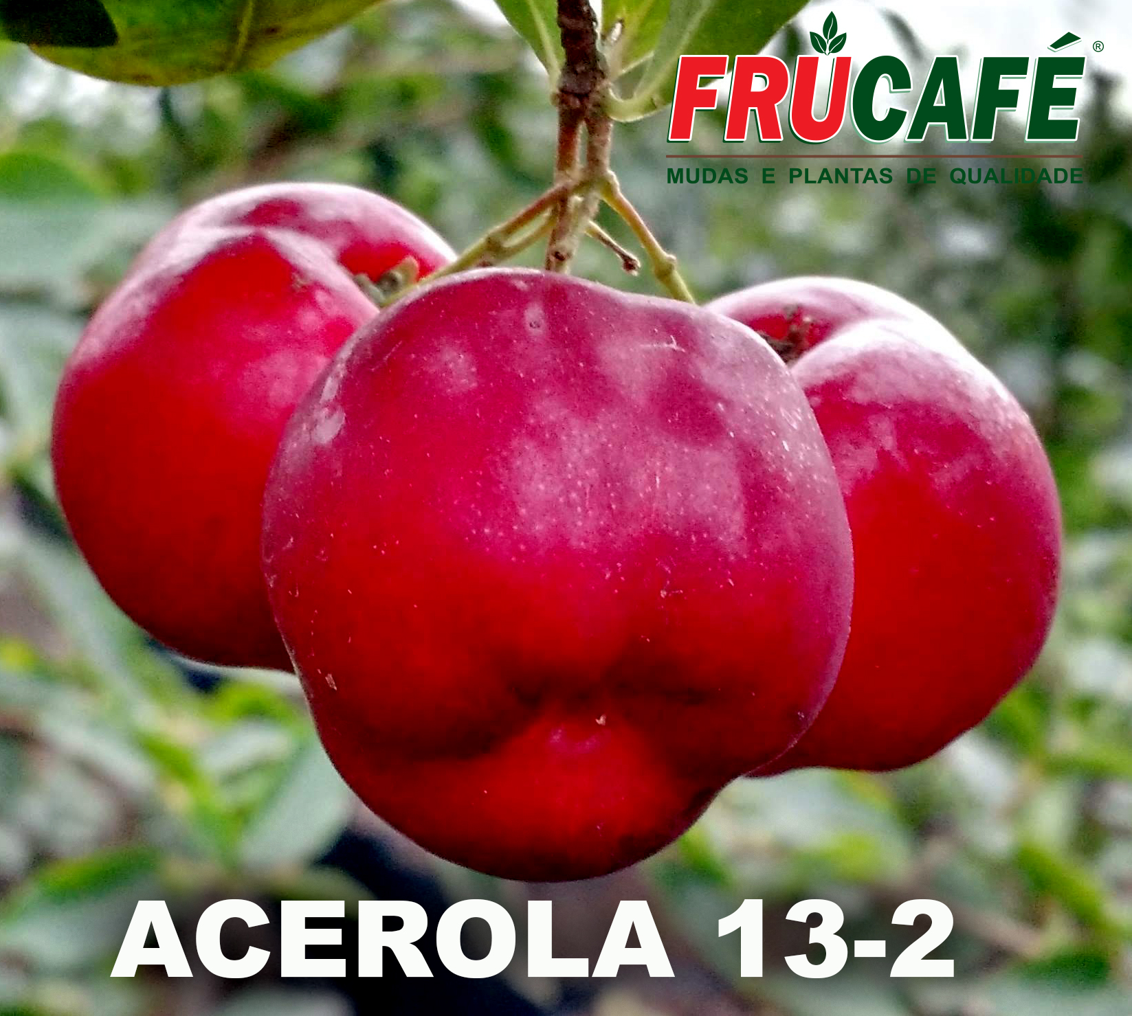 Muda de Acerola 13/2 — Viveiro Frucafé
