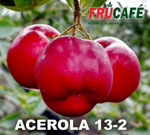 Muda de Acerola 13/2