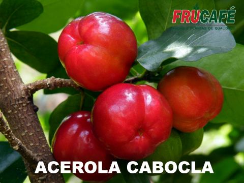 Muda de Acerola Cabocla