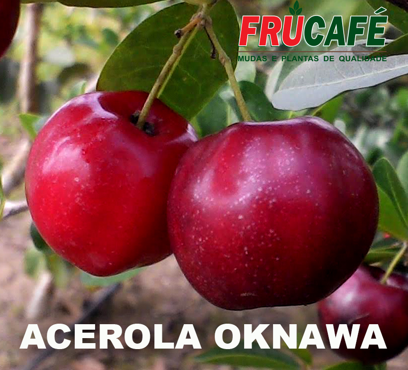 Muda de Acerola Okinawa — Viveiro Frucafé