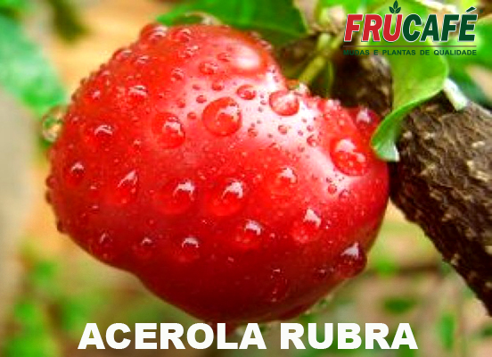 Muda de Acerola Rubra — Viveiro Frucafé