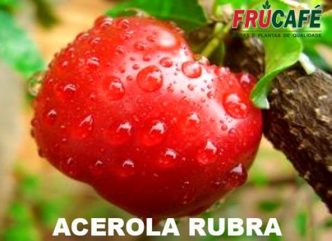 Muda de Acerola Rubra