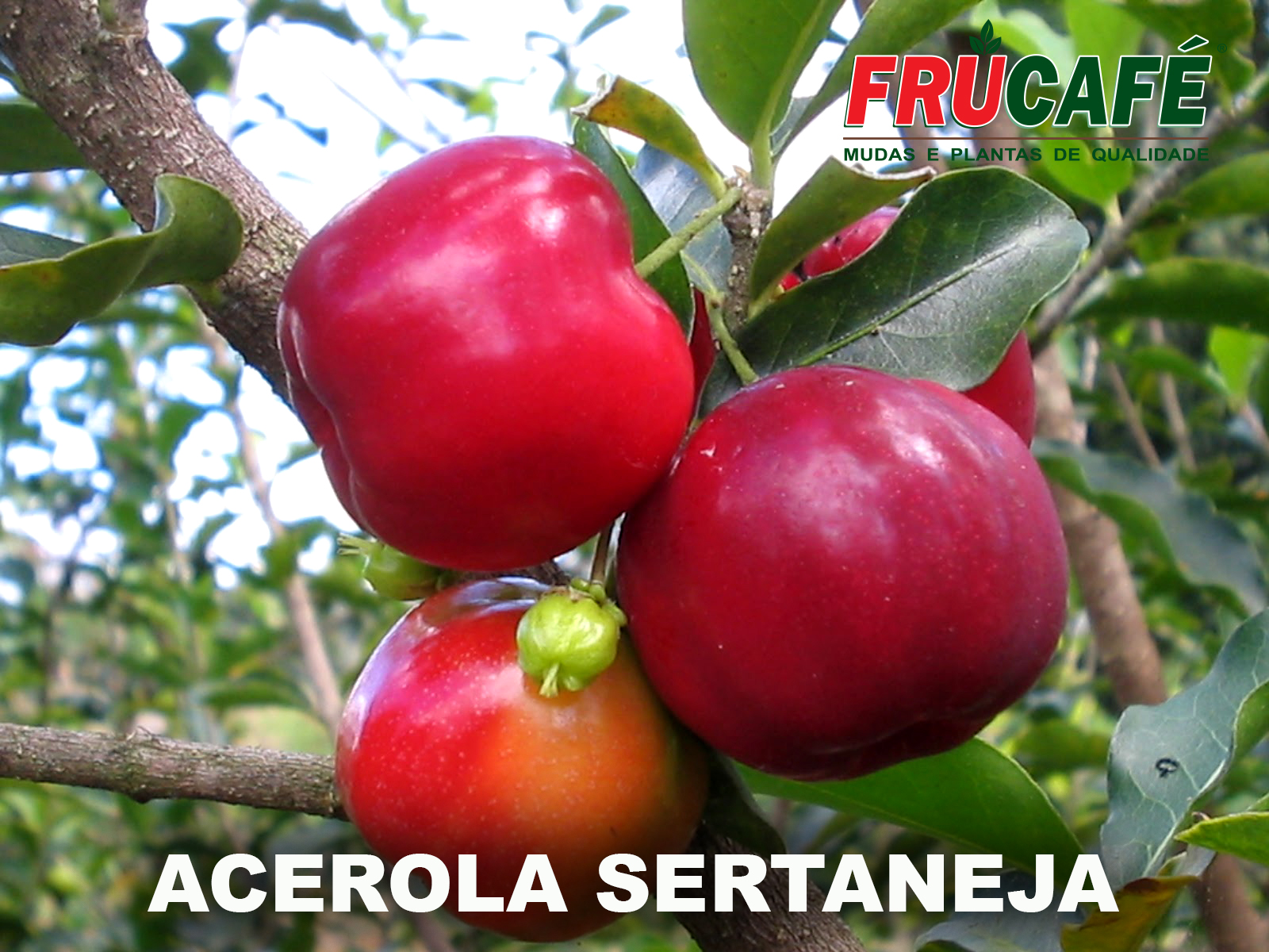 Muda de Acerola Sertaneja — Viveiro Frucafé
