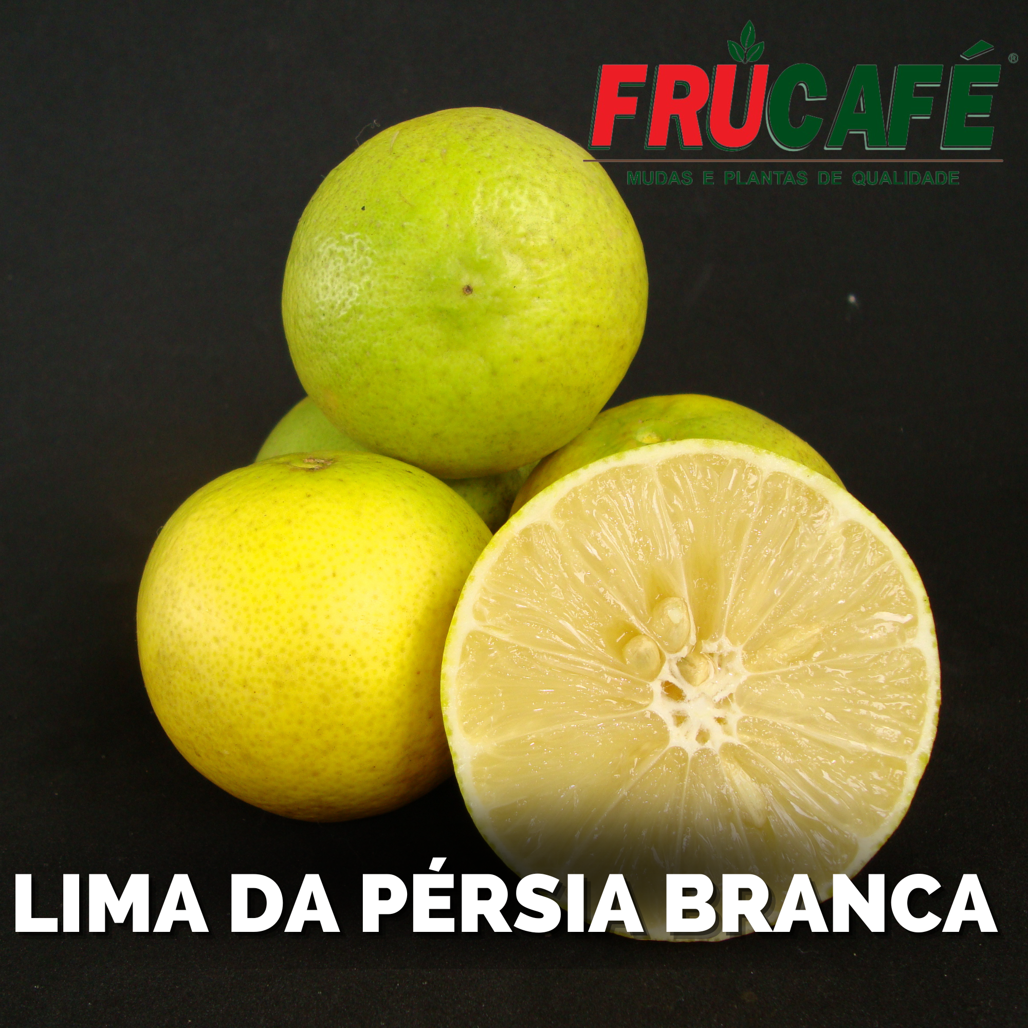 Muda de Lima da Pérsia Branca — Viveiro Frucafé