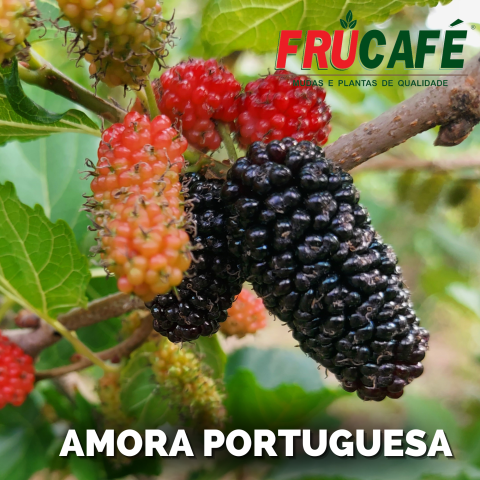 Mudas de Amora