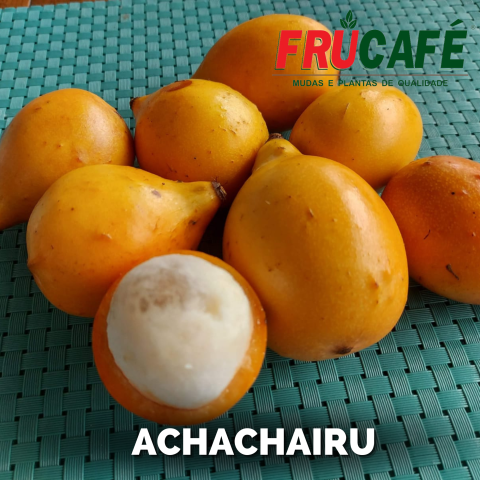 Muda de Achachairu