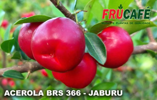 Muda de Acerola BRS 366 Jaburu