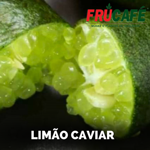 Muda de Limão Caviar