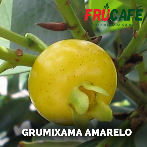 Muda de Grumixama Amarelo