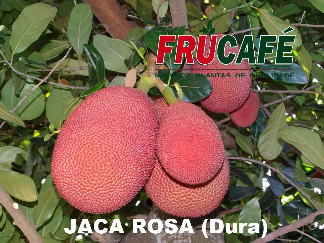 Muda de Jaca Rosa — Viveiro Frucafé
