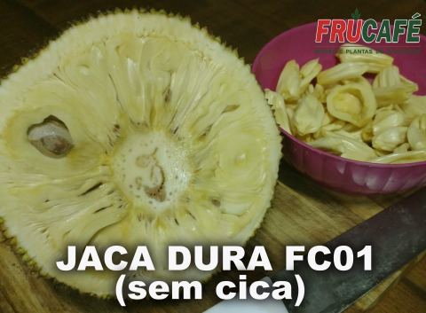 Muda de Jaca Dura FC01 - Sem Cica
