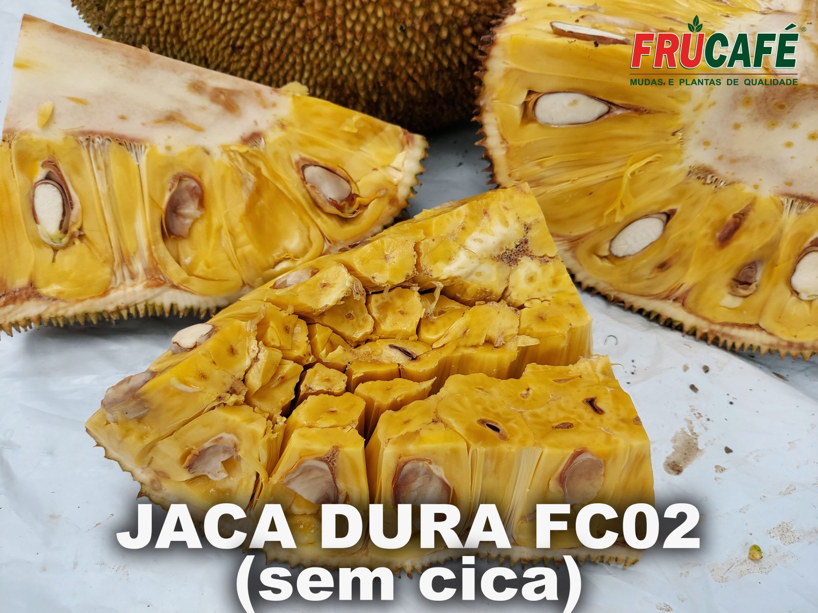 Muda de Jaca Dura FC02 - Sem Cica — Viveiro Frucafé