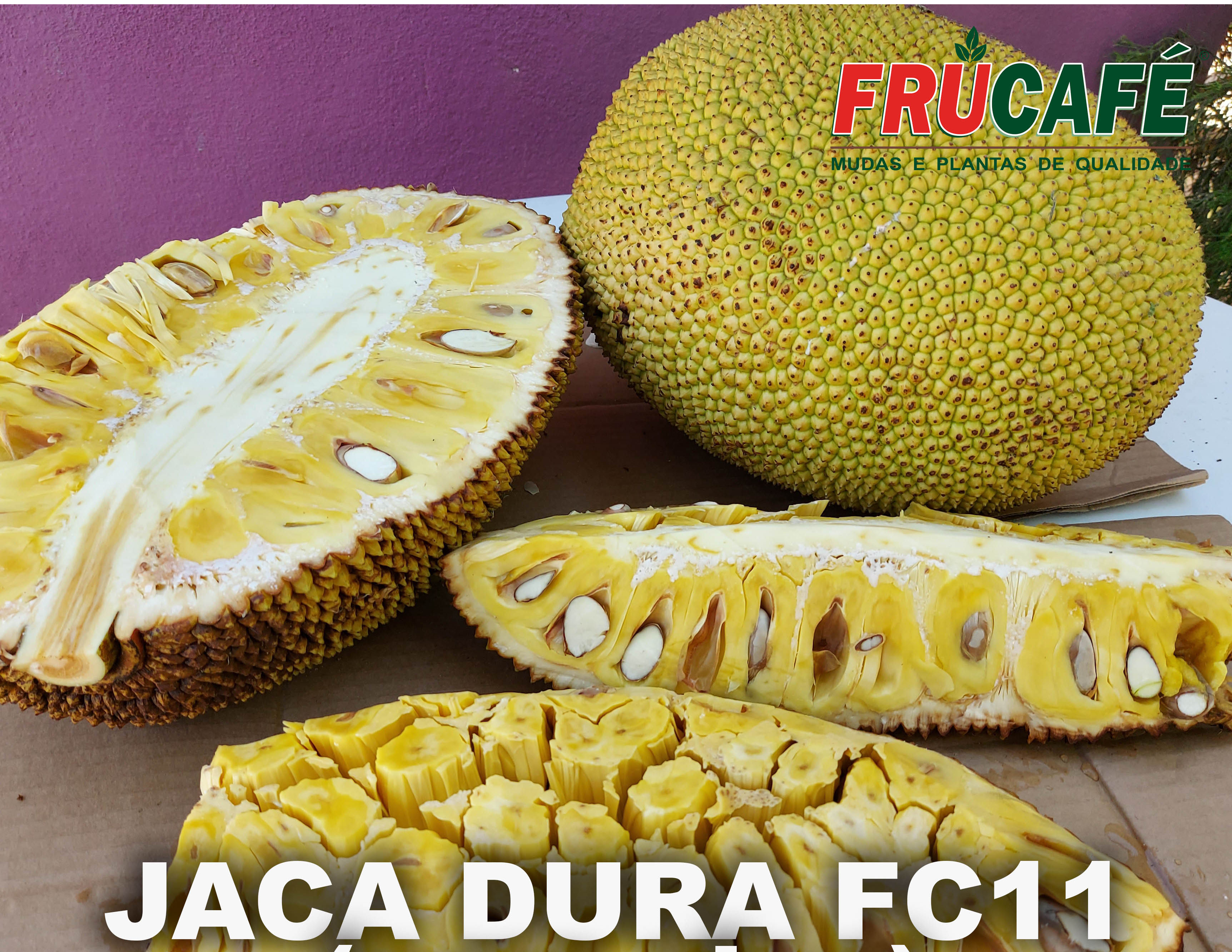 Muda de Jaca Dura FC11 — Viveiro Frucafé