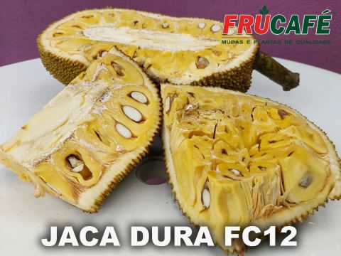 Muda de Jaca Dura FC12