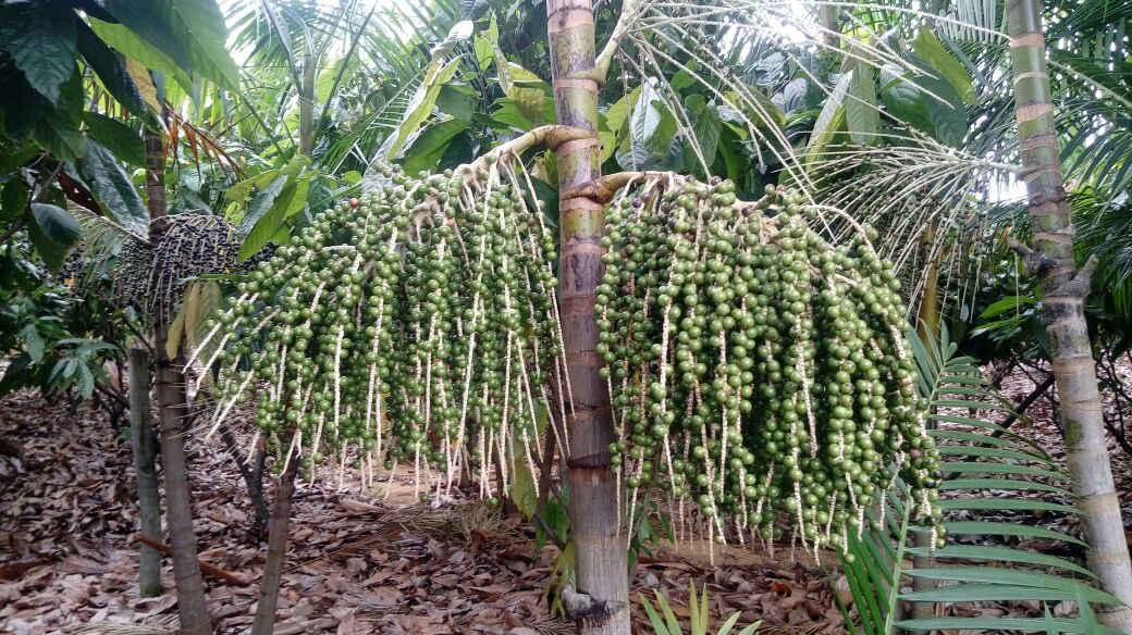 Muda de Açaí BRS Pai D'Égua — Viveiro Frucafé