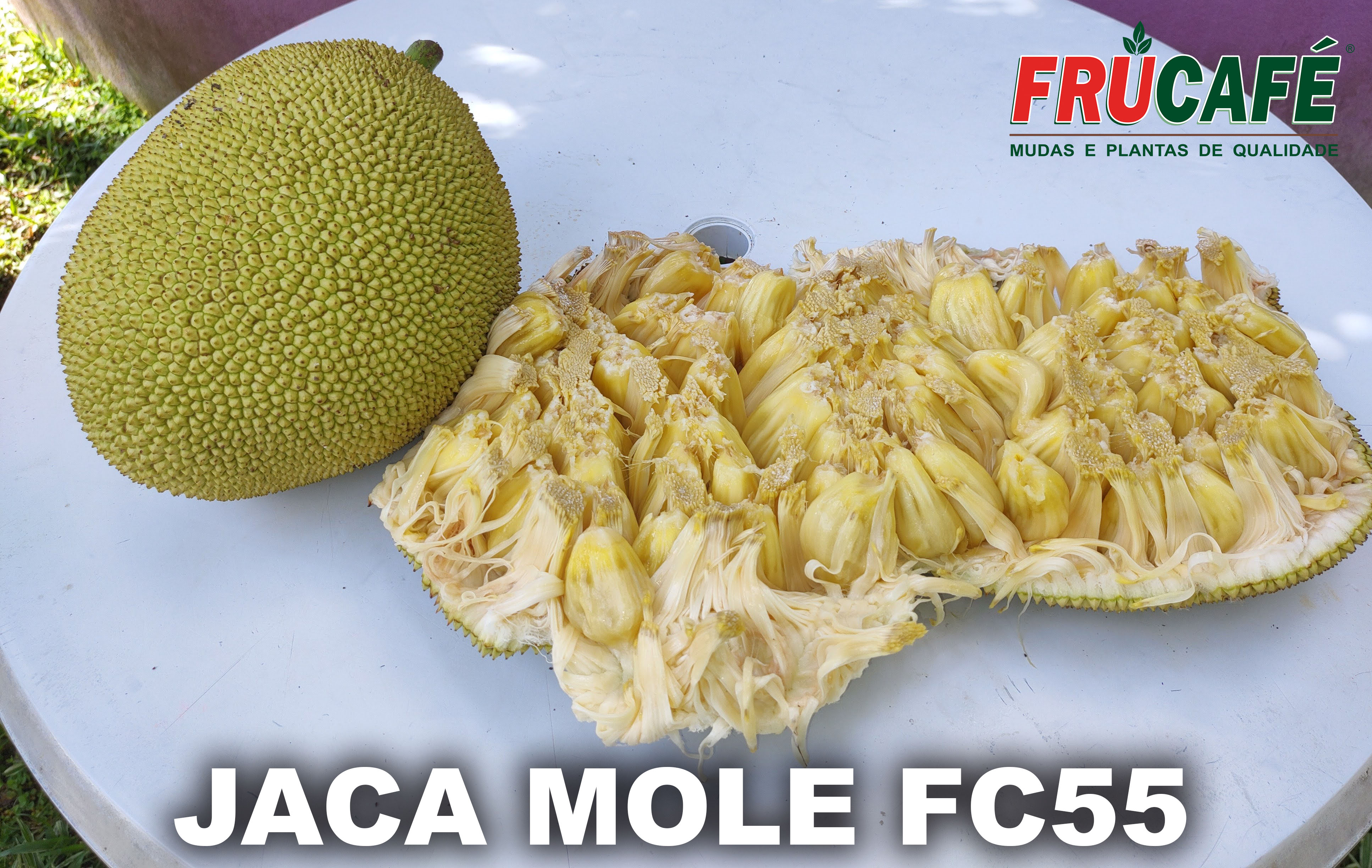 Muda de Jaca Mole FC55 — Viveiro Frucafé