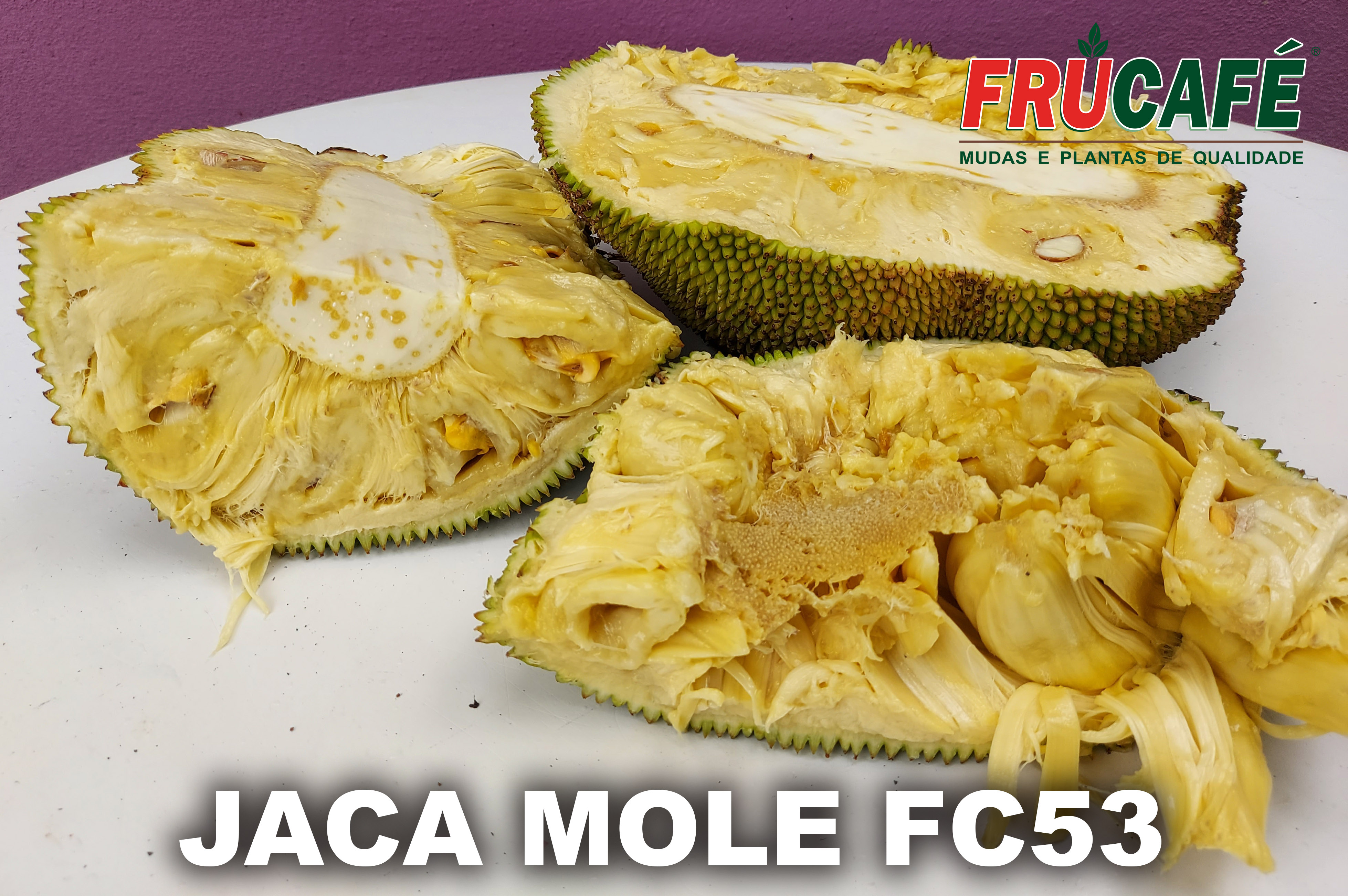 Muda de Jaca Mole FC53 — Viveiro Frucafé