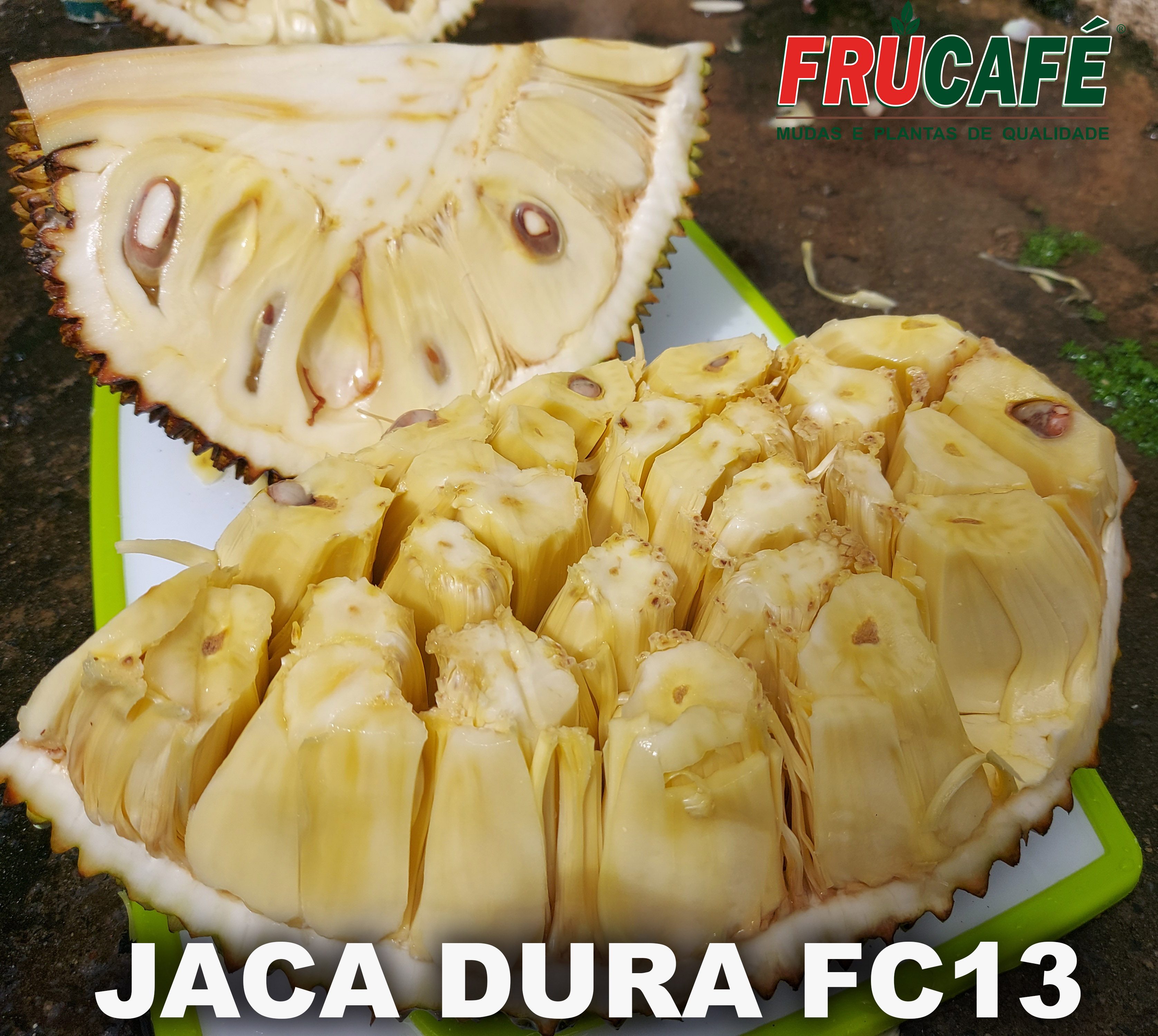 Muda de Jaca Dura FC13 — Viveiro Frucafé