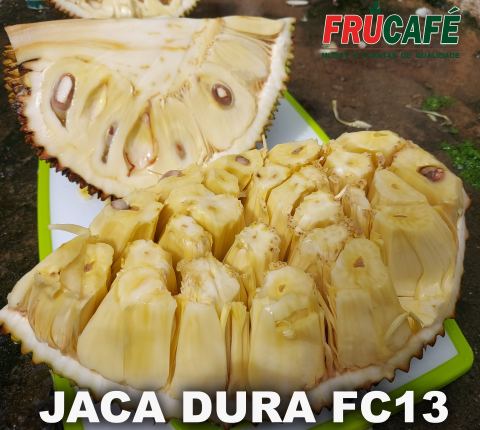 Muda de Jaca Dura FC13