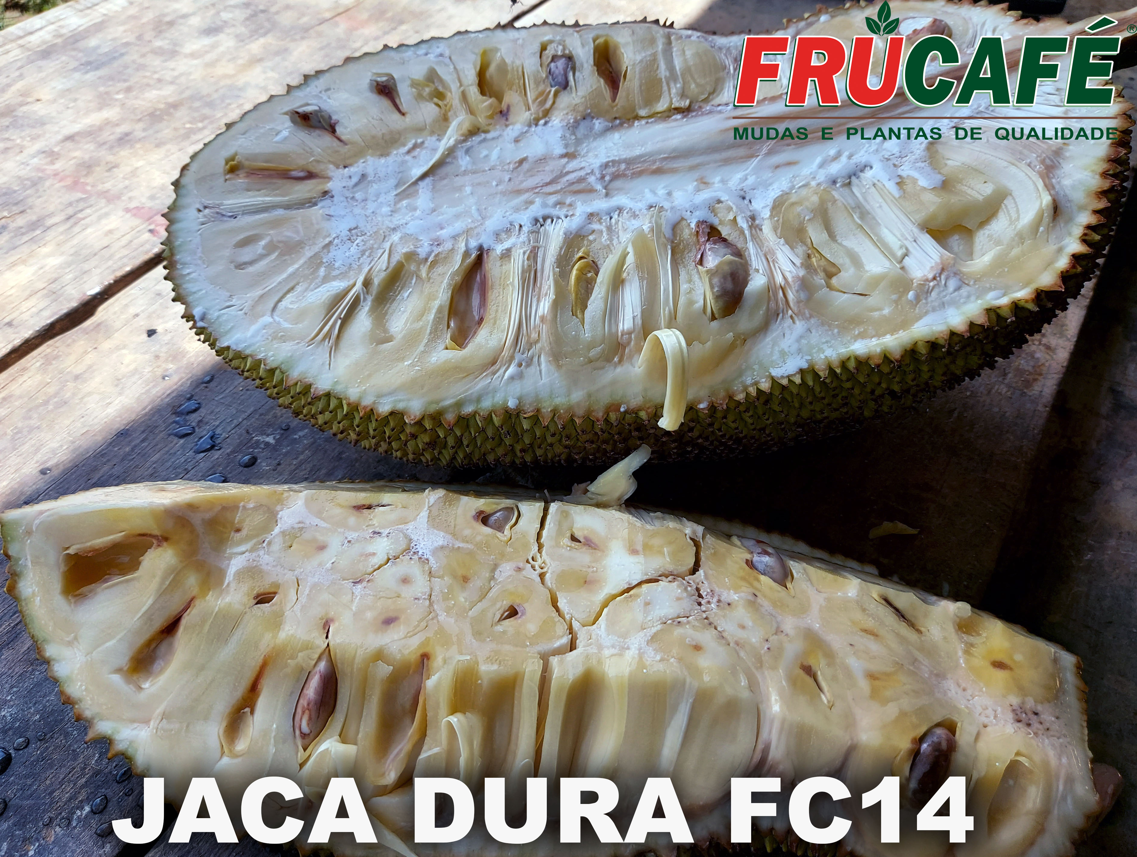 Muda de Jaca Dura FC14 — Viveiro Frucafé