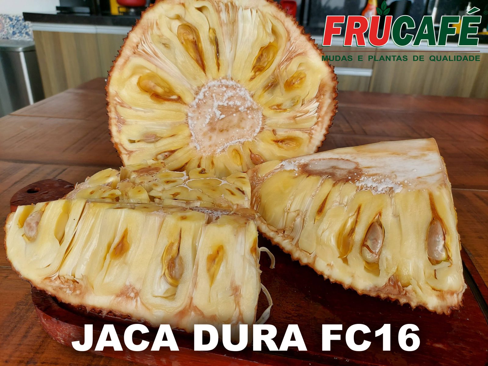 Muda de Jaca Dura FC16 — Viveiro Frucafé