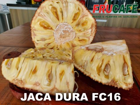 Muda de Jaca Dura FC16