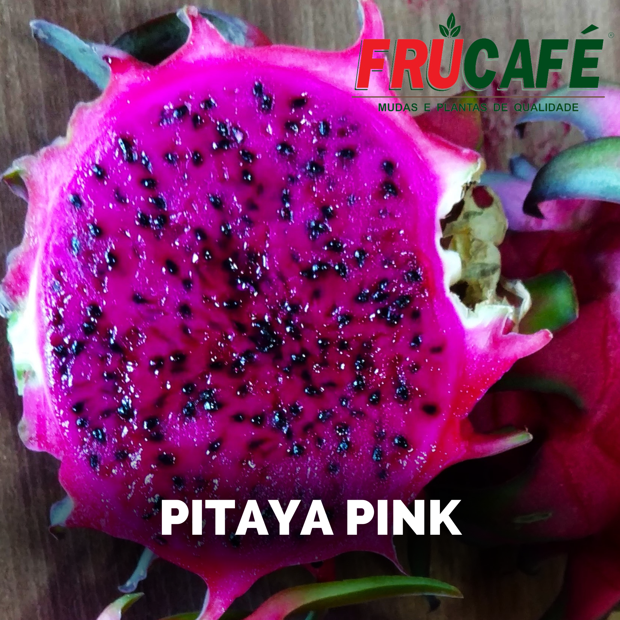 Muda de Pitaya Pink — Viveiro Frucafé