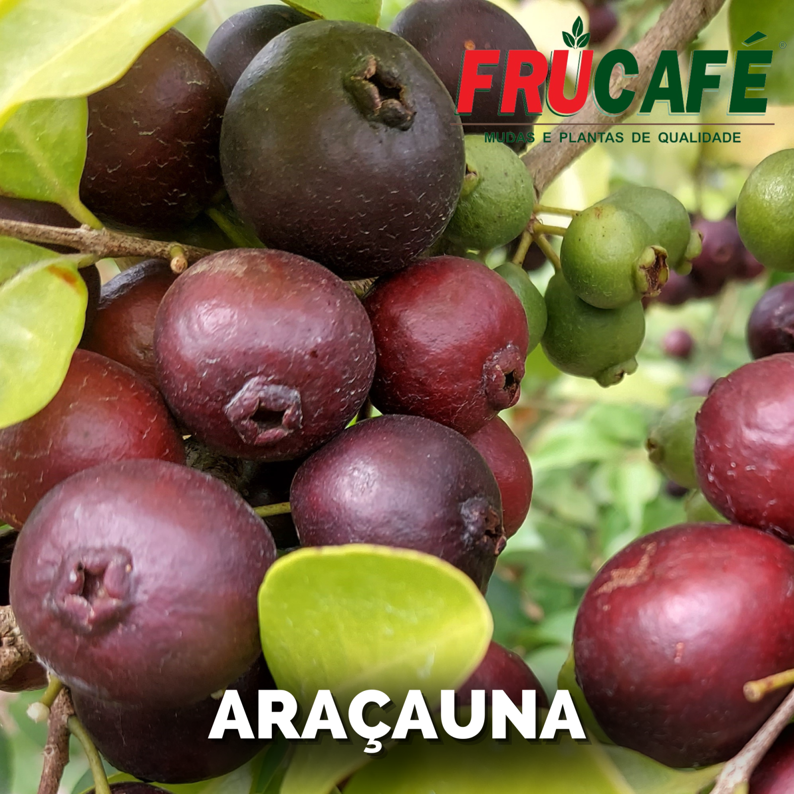 Muda de Araçaúna — Viveiro Frucafé