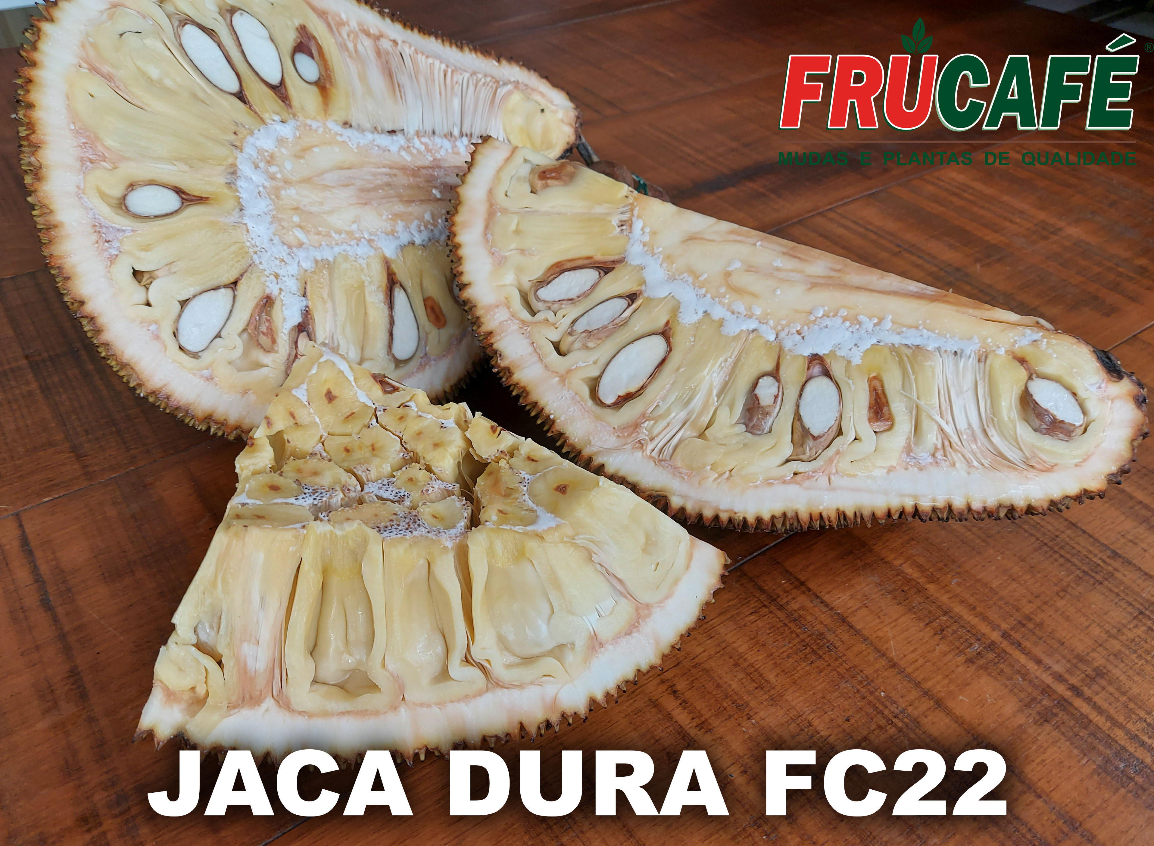 Muda de Jaca Dura FC22 — Viveiro Frucafé