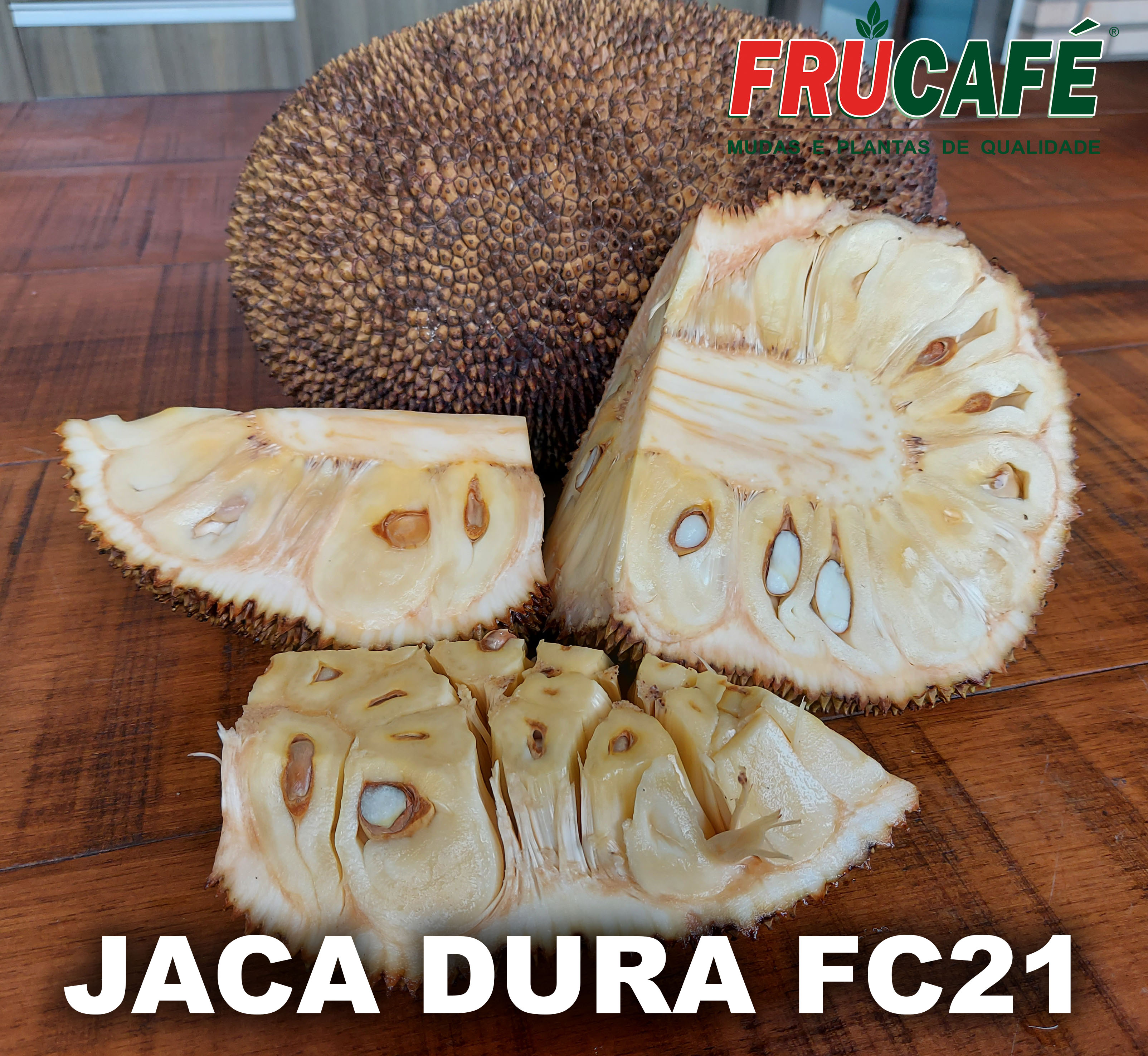 Muda de Jaca Dura FC21 — Viveiro Frucafé