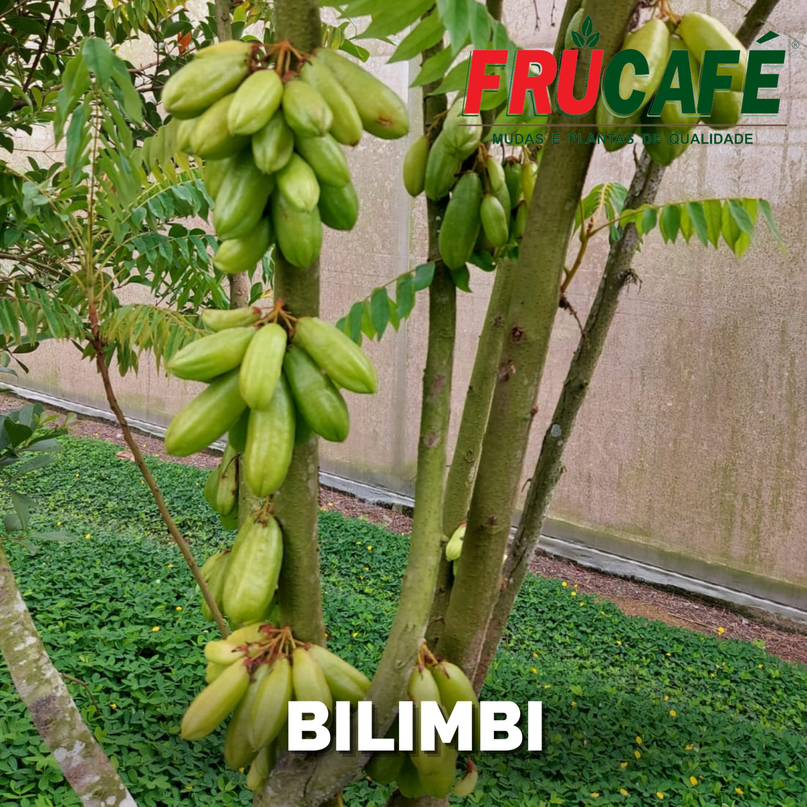 Muda de Bilimbi — Viveiro Frucafé