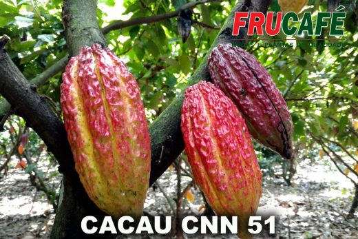 Muda de Cacau CCN 51