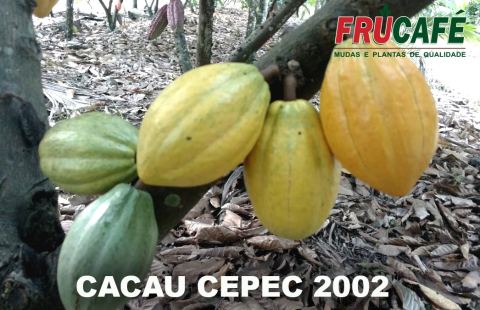 Muda de Cacau CEPEC 2002