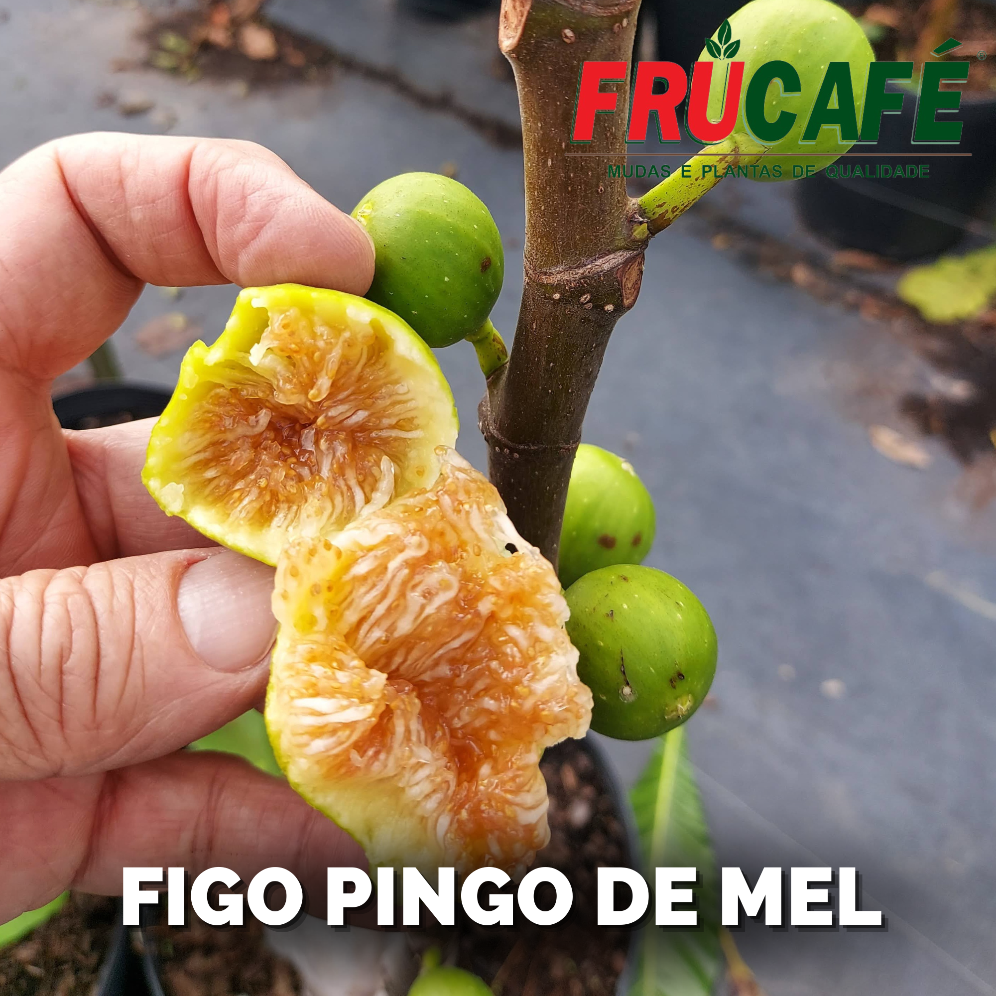 Muda de Figo Pingo de Mel — Viveiro Frucafé