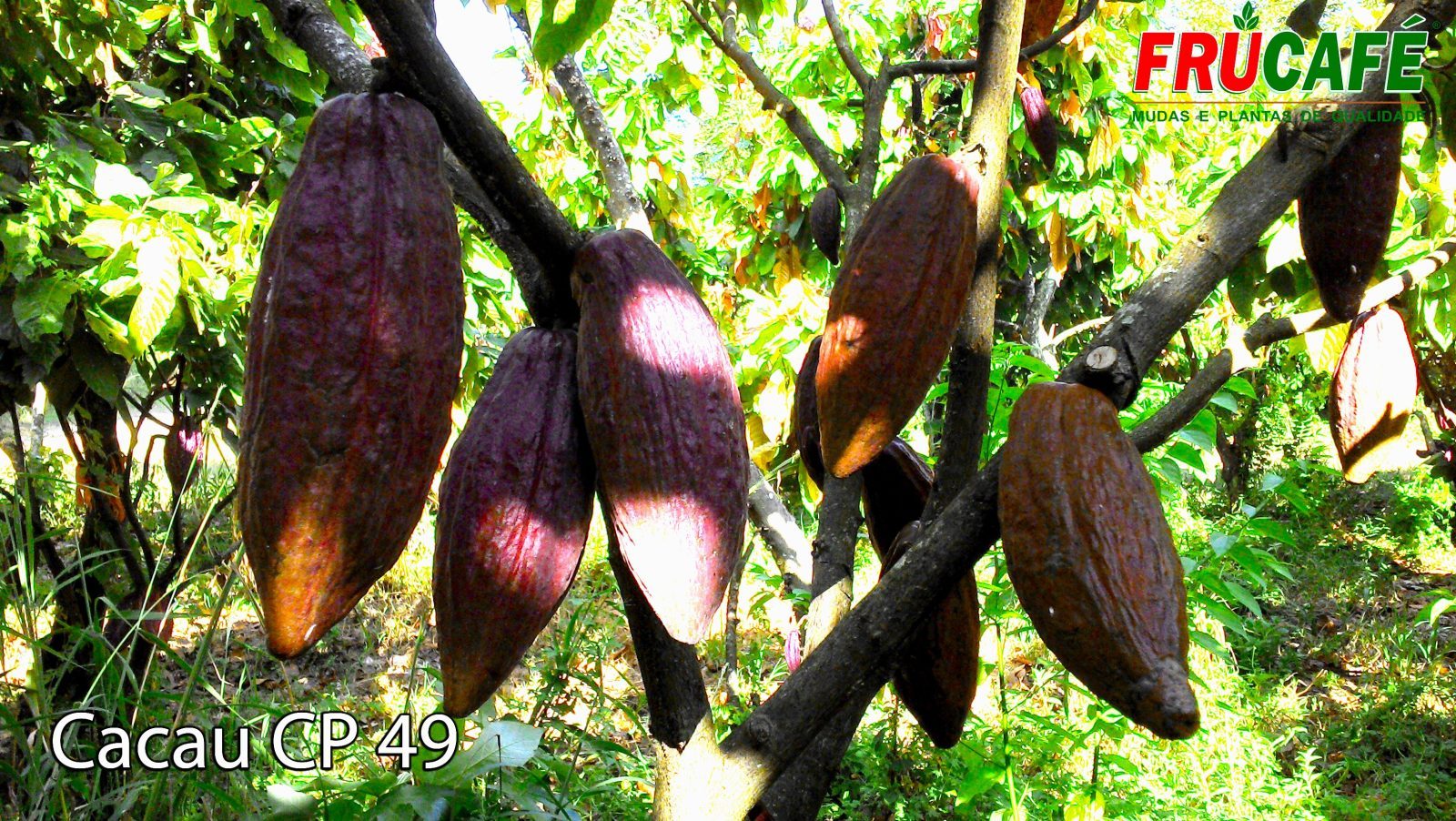 Muda de Cacau CP 49 — Viveiro Frucafé