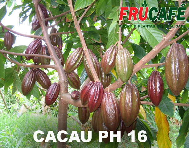 Muda de Cacau PH 16 — Viveiro Frucafé