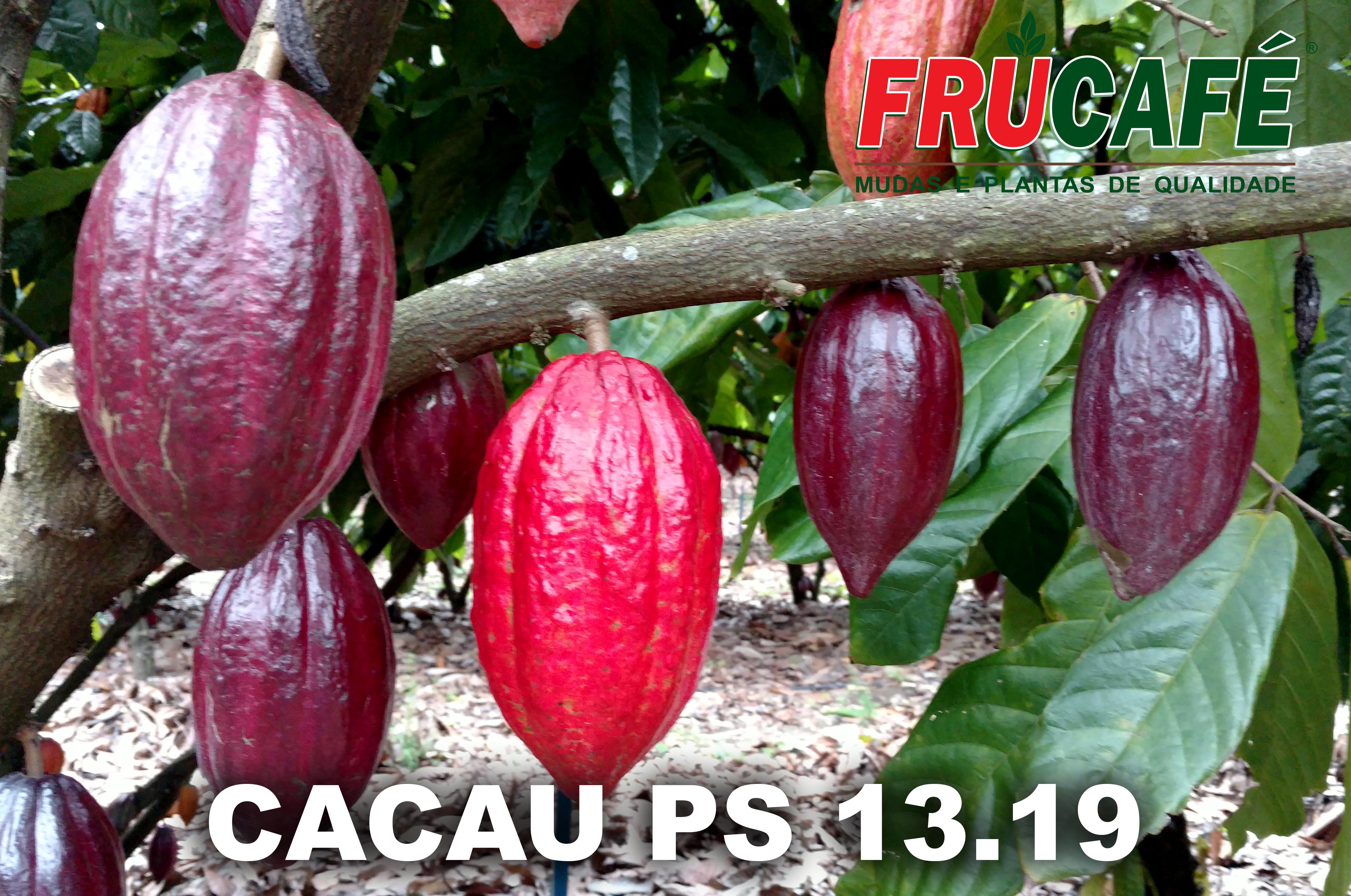 Muda de Cacau PS 13.19 — Viveiro Frucafé
