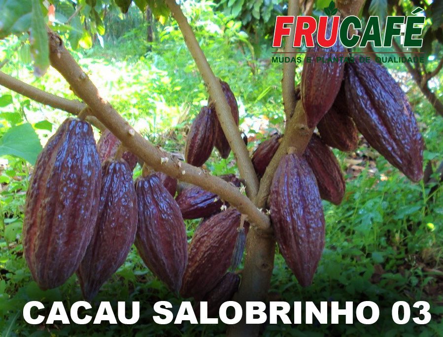 Muda de Cacau Salobrinho 03 — Viveiro Frucafé