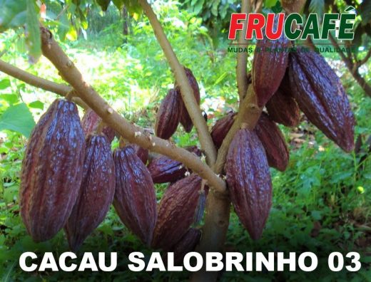 Muda de Cacau Salobrinho 03