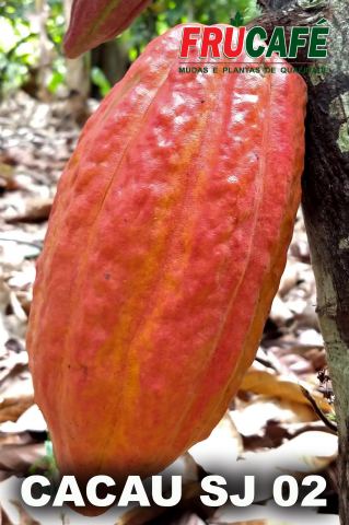 Muda de Cacau SJ 02